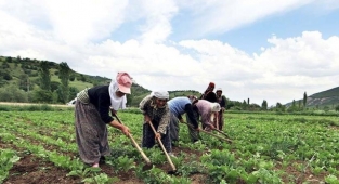 Çiftçi Sayısı Son Yılların En Düşük Seviyesine İndi