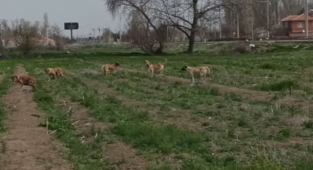 Çiftliğe Giren Sokak Köpekleri Buzağıları Telef Etti