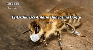 Eşitsizlik: İşçi Arıların Dünyasına Doğru