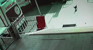Hamile Kedi Sancıyla Aile Sağlığı Merkezine Geldi, Görevliler Doğum Yaptırdı