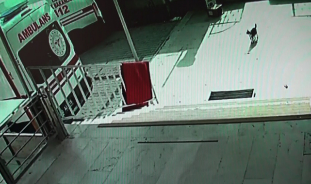 Hamile Kedi Sancıyla Aile Sağlığı Merkezine Geldi, Görevliler Doğum Yaptırdı