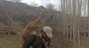 Hasta Yaban Keçisini 3 Kilometre Sırtında Taşıyıp Bakım Altına Aldı