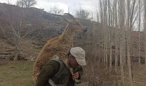 Hasta Yaban Keçisini 3 Kilometre Sırtında Taşıyıp Bakım Altına Aldı