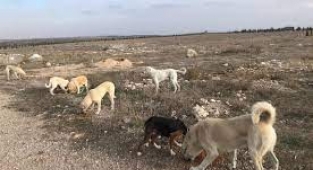 Hukukçulardan Başıboş Köpek Sorununa Çözüm Önerisi