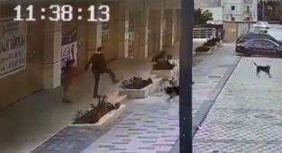 Okul Servisi Bekleyen Çocuğa Başıboş Sokak Köpekleri Saldırdı