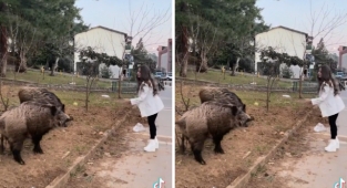 Yaban Domuzu Besleme Modası Giderek Yayılıyor