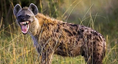 Afrikalı Hırsız Sokakta Oturanların Telefonlarını Çaldı