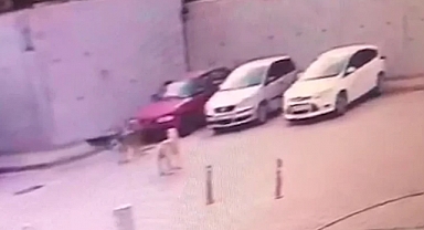 Başıboş Köpekleri Besleyen Adamın Aracını Başıboş Köpekler Parçaladı: Maaşımın Üçte Birini Onlara Harcıyorum