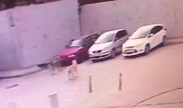 Başıboş Köpekleri Besleyen Adamın Aracını Başıboş Köpekler Parçaladı: Maaşımın Üçte Birini Onlara Harcıyorum