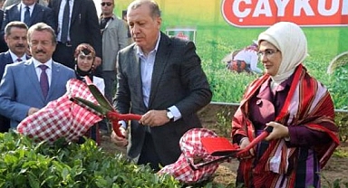 Çaya Yüzde 43,7 Zam Yapan Çaykur, Reklama 104 Milyon TL Harcadı