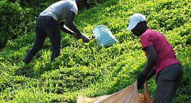 Çayı Bu Sene Afrikalı İşçiler Topladı