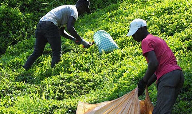 Çayı Bu Sene Afrikalı İşçiler Topladı