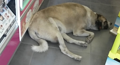 Gratis Mağazası Başıboş Köpek Yuvası Oldu