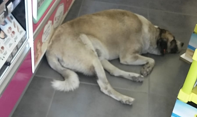Gratis Mağazası Başıboş Köpek Yuvası Oldu