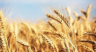 Hindistan Buğday İhracatını Yasakladı
