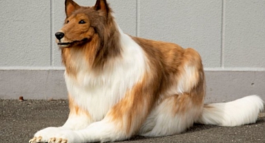 Japonya'da Bir Adam Binlerce Dolar Harcayıp Kendini 'Köpeğe' Dönüştürdü