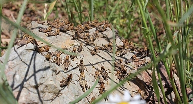 Tarım Arazilerinde Çekirge İstilası