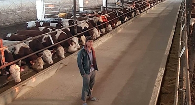 Afgan Çobandan 2 Milyonluk Vurgun: Her Hafta 4-5 Büyükbaş Çalıp Kesime Yolladı