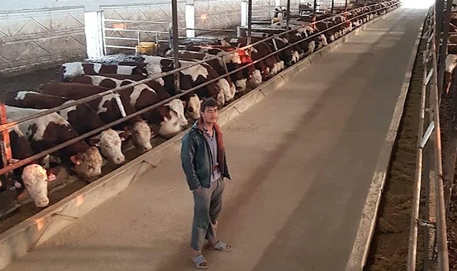 Afgan Çobandan 2 Milyonluk Vurgun: Her Hafta 4-5 Büyükbaş Çalıp Kesime Yolladı