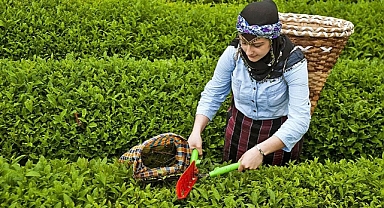 'Çay Kanununda Değişiklik' Öngören Yasa Teklifi Meclis'e Sunuldu