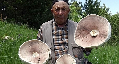 Kars'ta 'Dev Mantar' Bolluğu