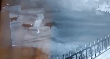 Zonguldak'ta İşten Eve Dönen Kadın Başıboş Köpeklerin Saldırısına Uğradı