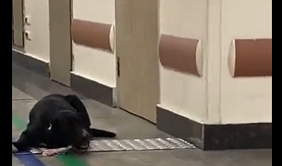 Başıboş Köpekler Hastaneyi Mesken Tuttu: Kanlı Sargı Bezini Kemirdiler