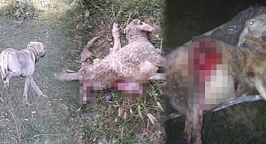 Bolu'da Başıboş Köpekler Ağıla Girip Koyun Sürüsüne Saldırdı