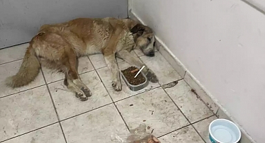 Hastane Acil Servisi Değil Köpek Barınağı: Mama ve Su Kapları Bile Var