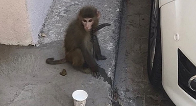 İzmir'de Sokakta Gezen Maymun Koruma Altına Alındı