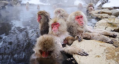 Japonya'da Maymunlar 42 Kişiyi Yaraladı: Polislere Bayıltıcı Tabanca Dağıtıldı