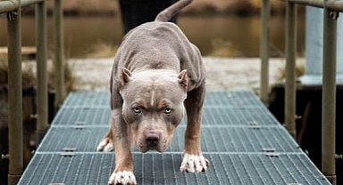 Manisa'da Pitbull Saldırısı