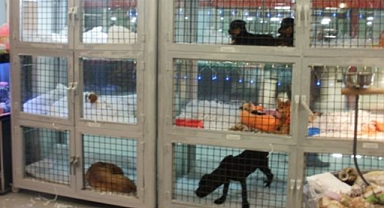 Pet Shoplarda Kedi-Köpek Satışı Yasaklandı