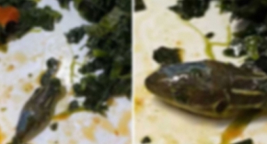 Uçuş Ekibinin Yemeğinden Yılan Kafası Çıktı