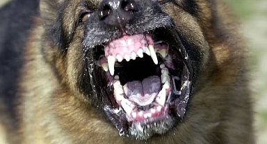 69 Yaşındaki Kadın Köpek Saldırısında Öldü: Vücudunda 100'den Fazla Isırık Tespit Edildi
