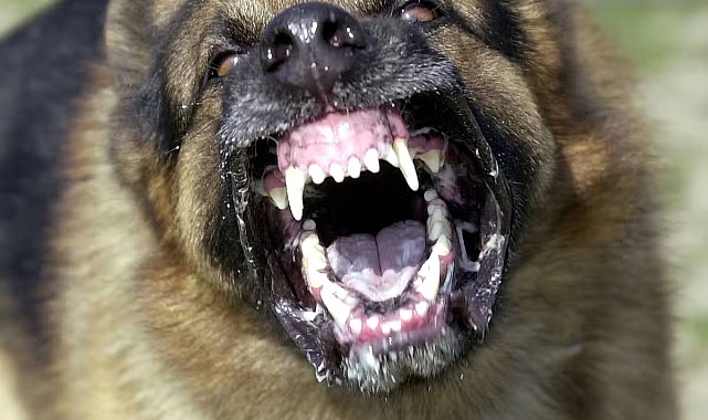 69 Yaşındaki Kadın Köpek Saldırısında Öldü: Vücudunda 100'den Fazla Isırık Tespit Edildi
