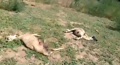 Aydın'da Sokak Köpekleri 20 Kuzuyu Parçaladı
