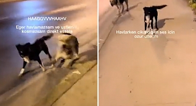 Başıboş Köpeklerden Köpek Taklidiyle Kurtuldu