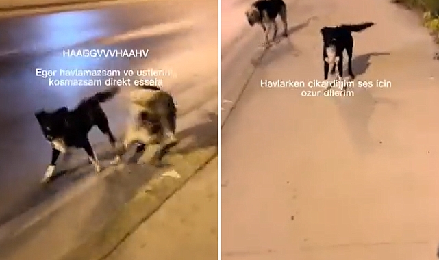 Başıboş Köpeklerden Köpek Taklidiyle Kurtuldu