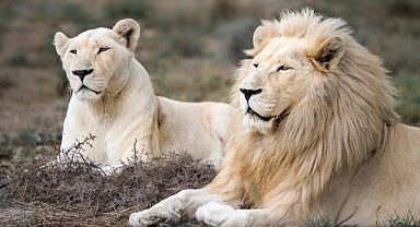 Bir Aslan, Yavrularını Çalmak İsteyen Adamı Parçaladı
