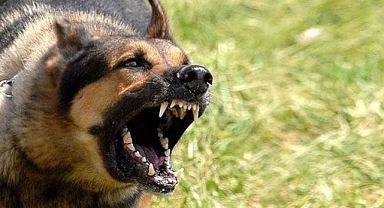Konya'da 8 Yaşında Bir Çocuk Başıboş Köpek Saldırısında Ağır Yaralandı