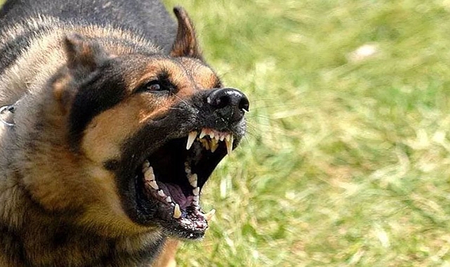 Konya'da 8 Yaşında Bir Çocuk Başıboş Köpek Saldırısında Ağır Yaralandı