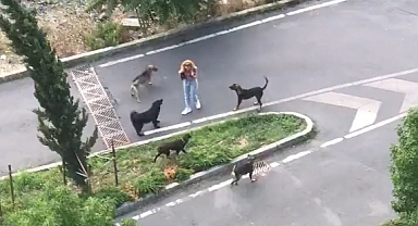 Sarıyer'de Başıboş Köpek Saldırısına Uğrayan Bir Kadın Yaralandı