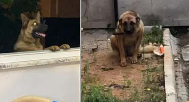 Trabzon'da Bekçiyi Isıran Başıboş Köpek Gözaltına Alındı