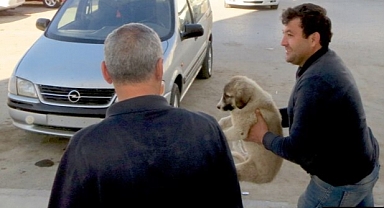 Türkmenistan'da 'Başıboş Hayvan Devriyesi': Köpekler Tek Tek Yakalanıyor