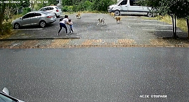 Ümraniye'de Başıboş Köpek Paniği