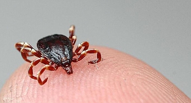 Yozgat'ta Kene Paniği: 4 Kişi Hayatını Kaybetti