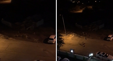 Başkent Ankara, Hindistan'a Döndü: Vatandaşlar Başıboş Köpek Çeteleri Yüzünden Uyuyamıyor