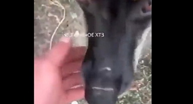 İşgalci Rusya, Hayvanlara Bile İşkence Ediyor: Bir Köpeğin Burnuna 'Z' İşareti Kazıdılar