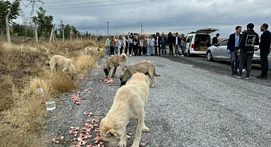 İYİ Partililer Köylülerin Beslenmesine Tepki Gösterdiği Başıboş Köpekleri Besledi